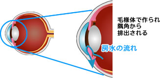 房水のイメージ図